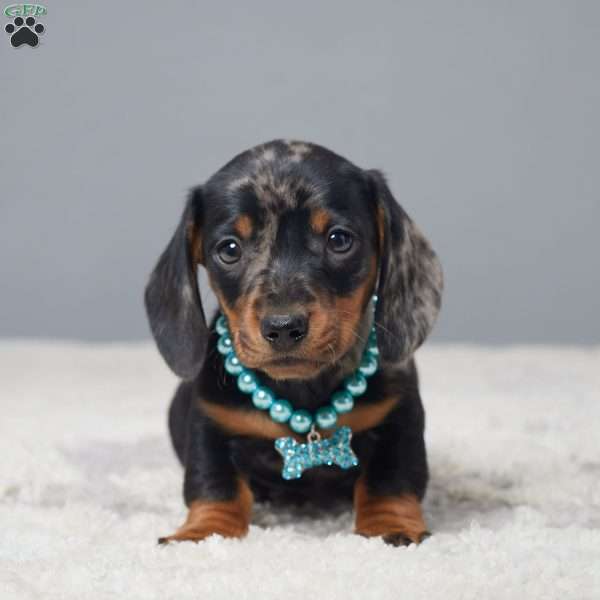 Ace, Dachshund Puppy